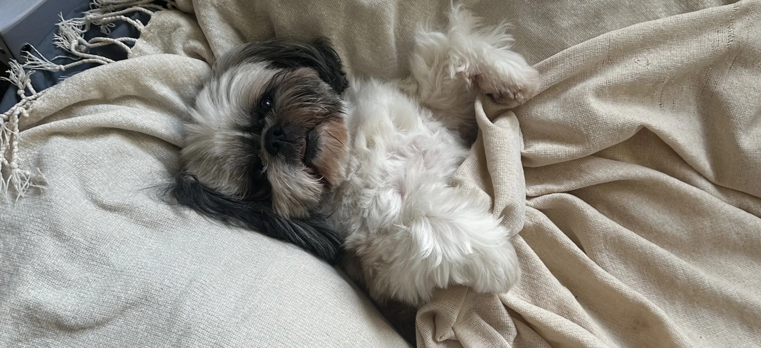 A cute picture of Maxim's dog, Daniela