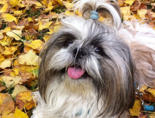 A picture of Maxim's Dog